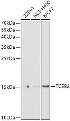 Western Blot: TCEB2 AntibodyBSA Free [NBP2-94034]